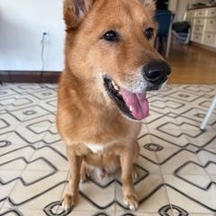 Jaco, ADOPTABLE, Senior Male Jindo.