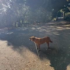 Enlarge Jaco, a ADOPTABLE Jindo in Oakland, CA image 5/6