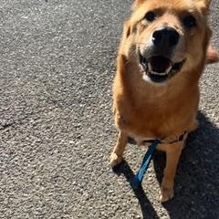 Enlarge Jaco, a ADOPTABLE Jindo in Oakland, CA image 6/6