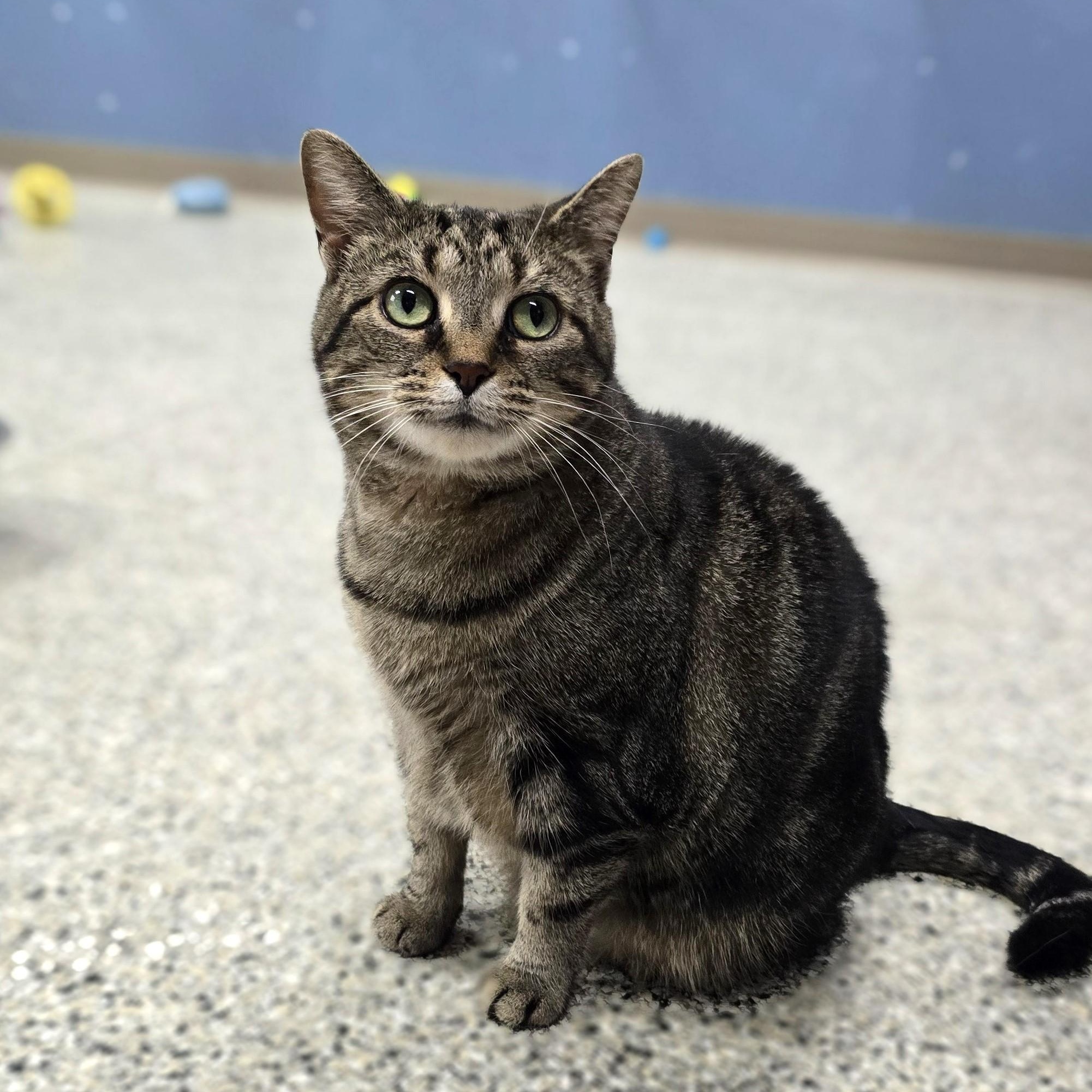 Sapphire, Adoptable, Adult Female Tabby.