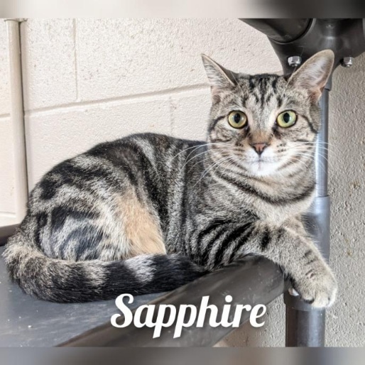 Sapphire, a Adoptable Tabby in Wilmington, OH image 2/3