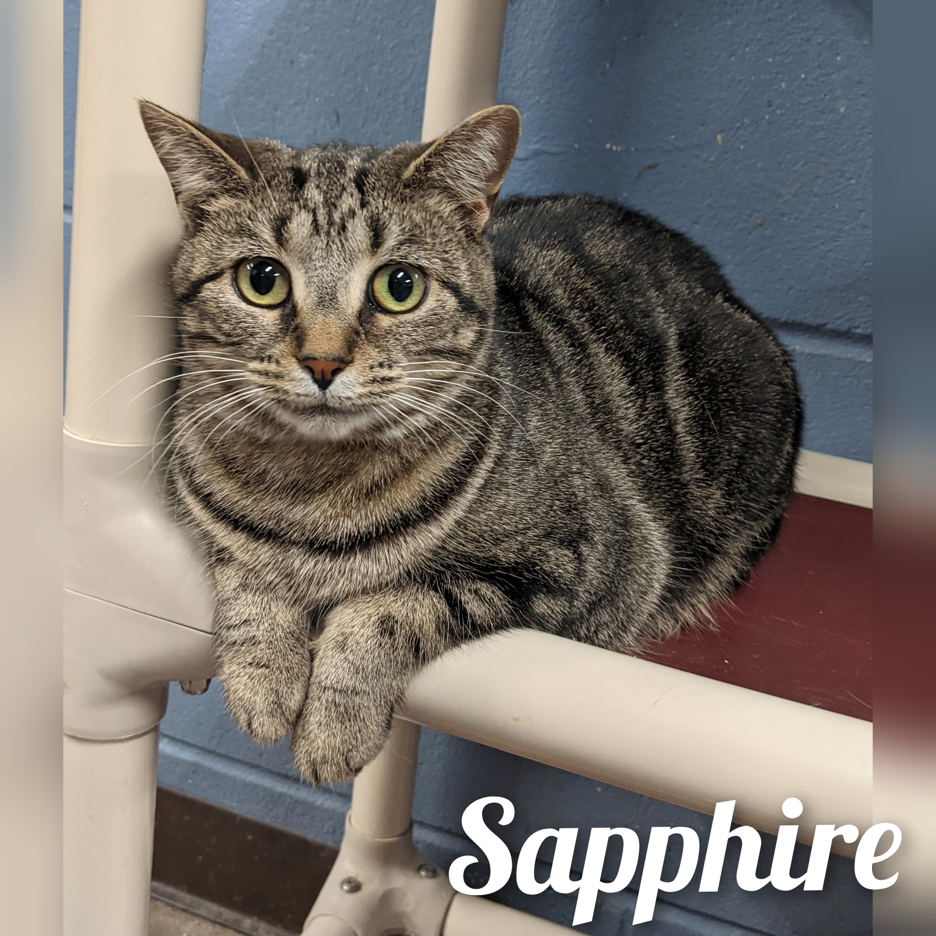 Sapphire, a Adoptable Tabby in Wilmington, OH image 3/3