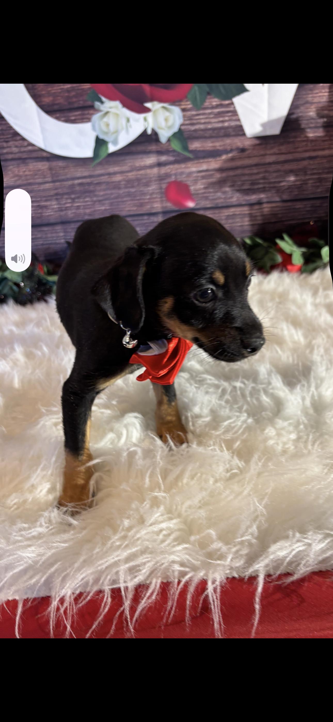 Enlarge Simba , a ADOPTABLE mixed breed in Cottonwood, CA image 2/5