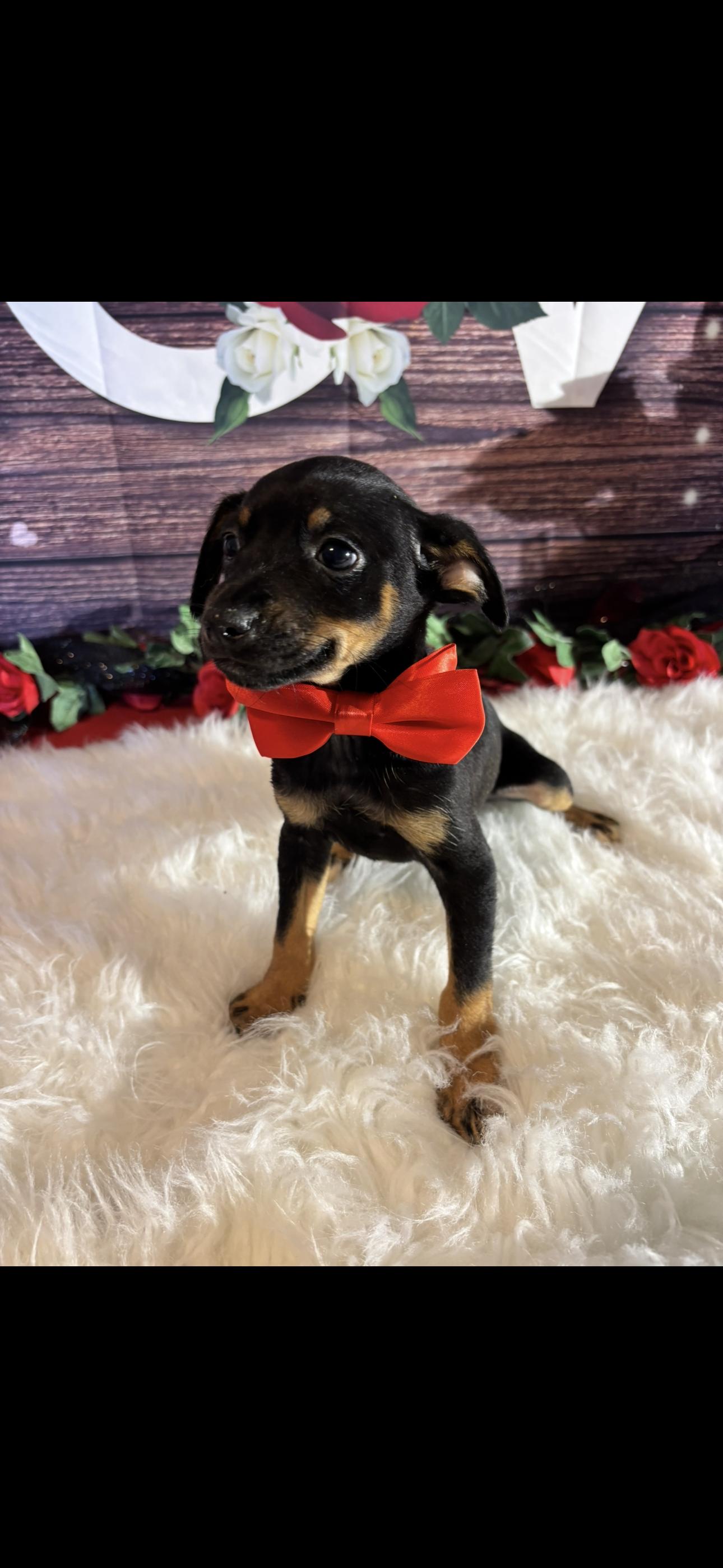 Enlarge Simba , a ADOPTABLE mixed breed in Cottonwood, CA image 4/5