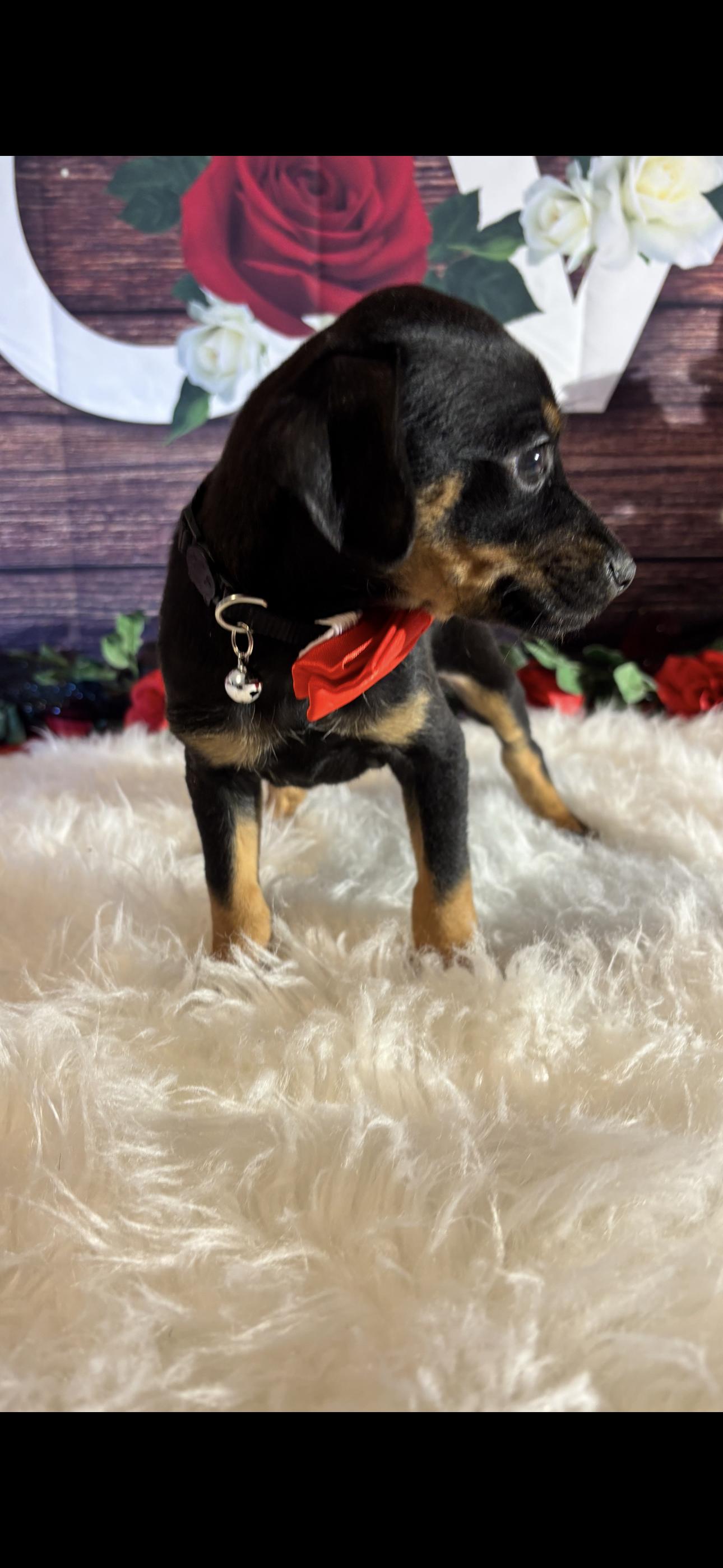 Enlarge Simba , a ADOPTABLE mixed breed in Cottonwood, CA image 1/5