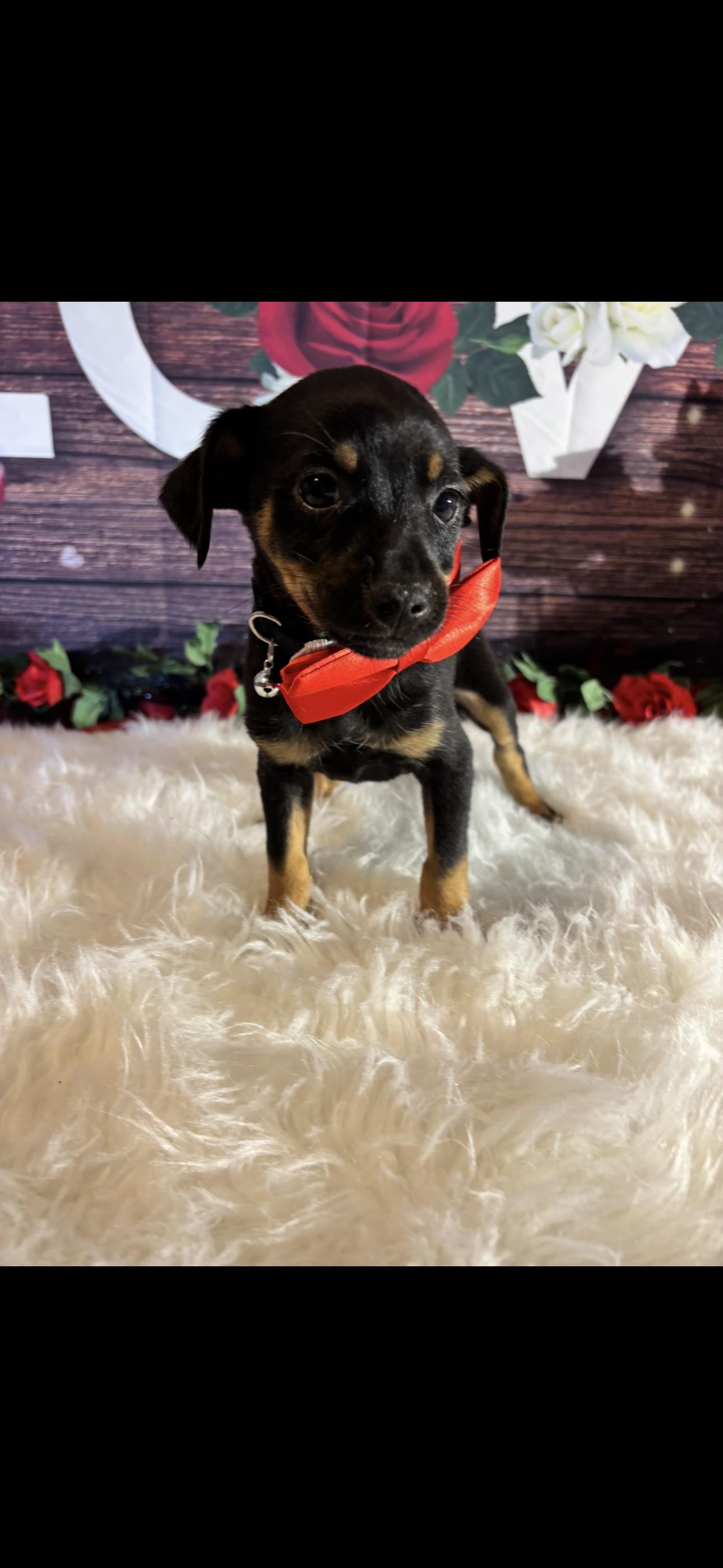 Enlarge Simba , a ADOPTABLE mixed breed in Cottonwood, CA image 5/5