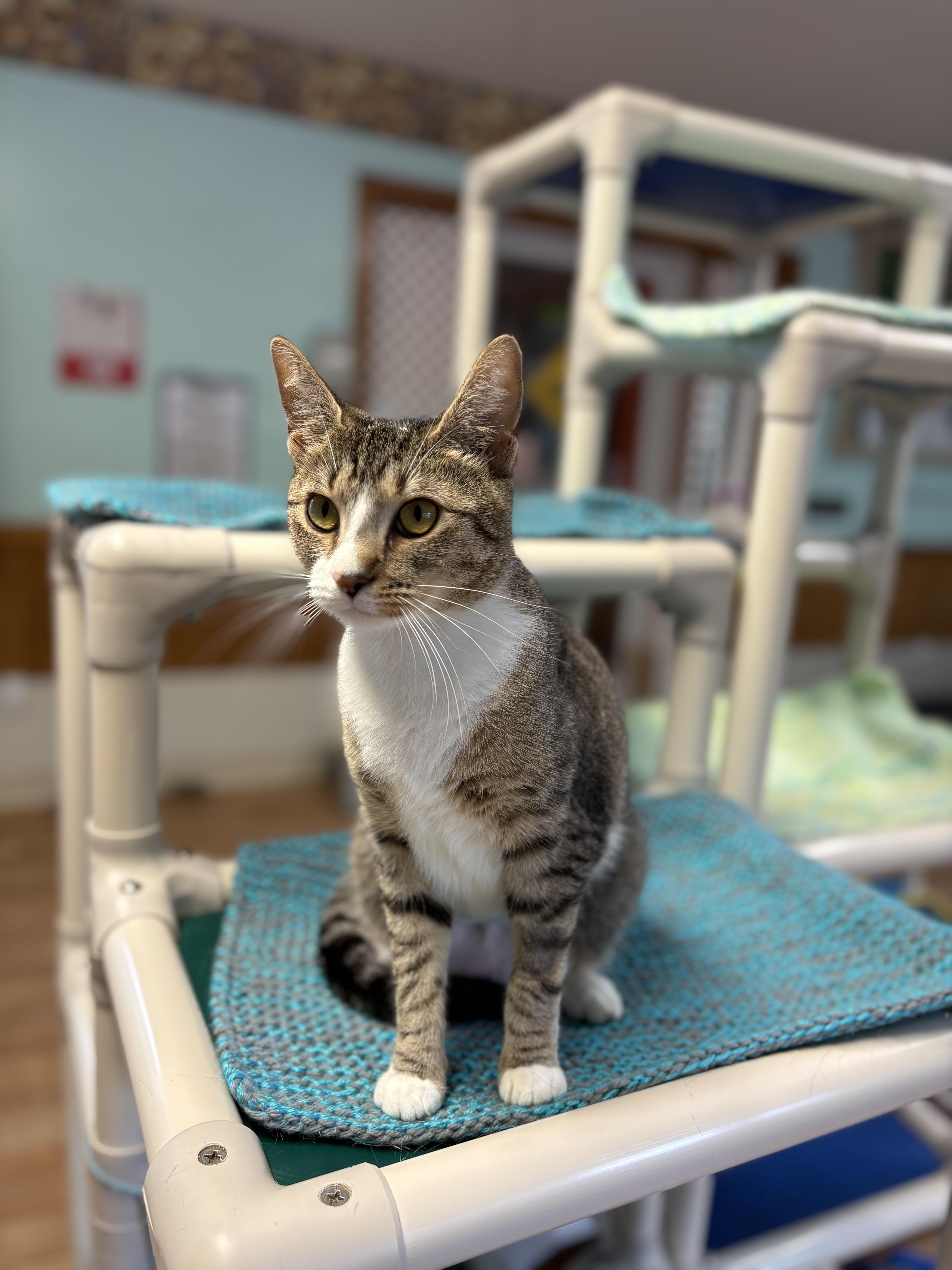 Enlarge India, a Adoptable Domestic Short Hair in Cullowhee, NC image 1/1