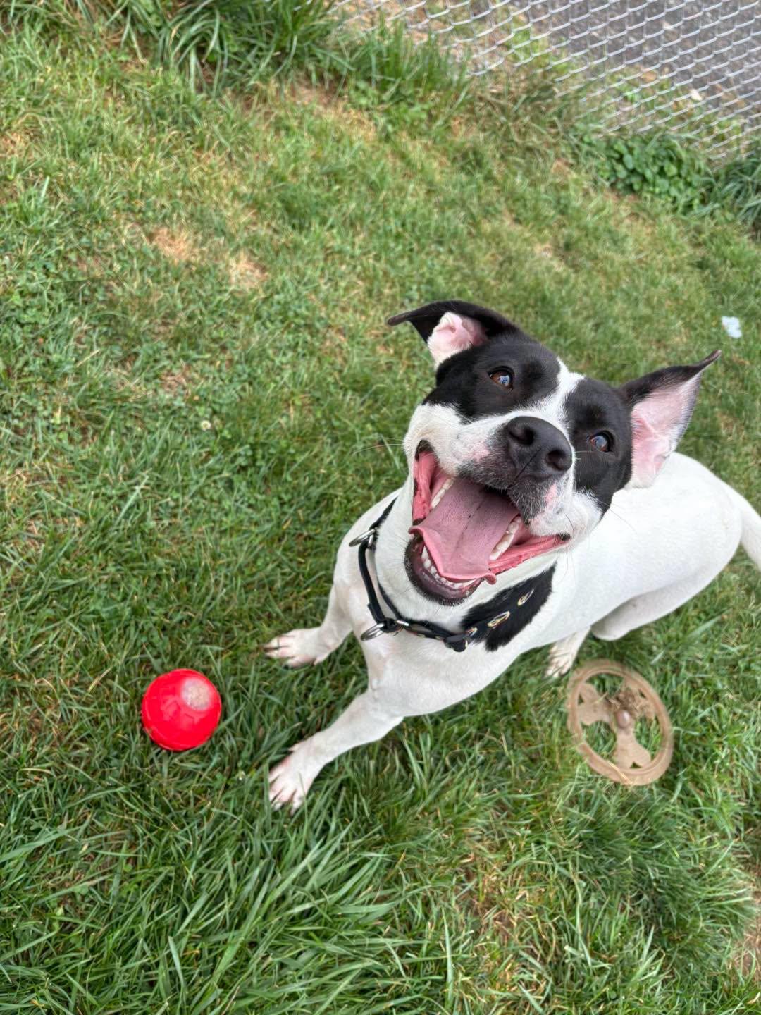 Millie, ADOPTABLE, Young Female Pit Bull Terrier.