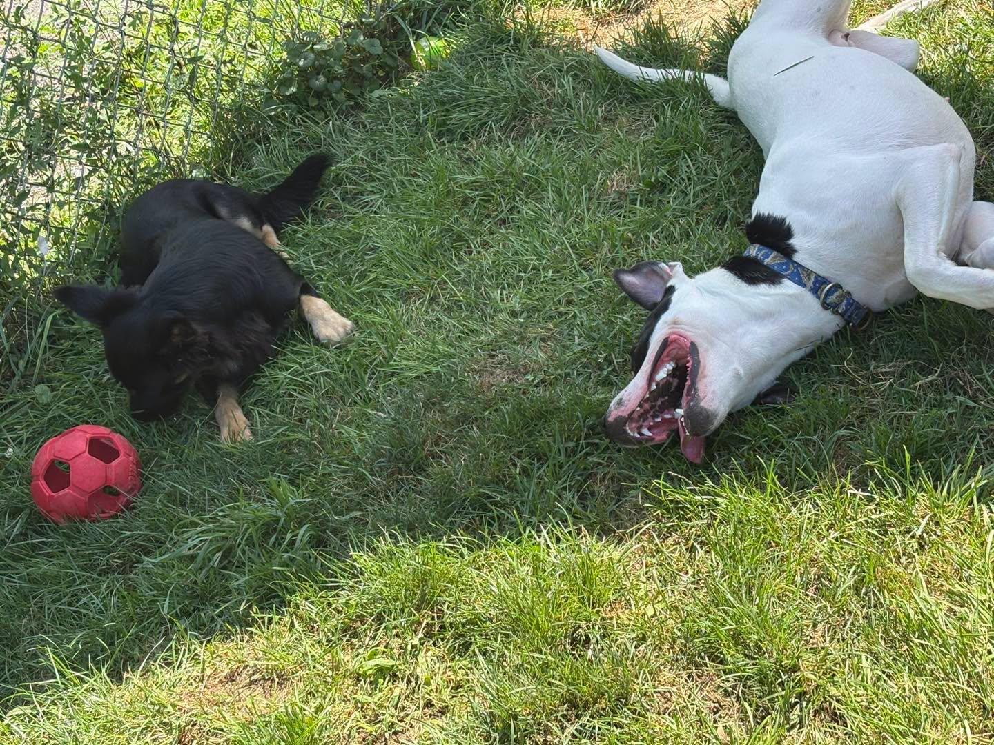 Enlarge Millie, a ADOPTABLE mixed breed in Fulton, NY image 4/5