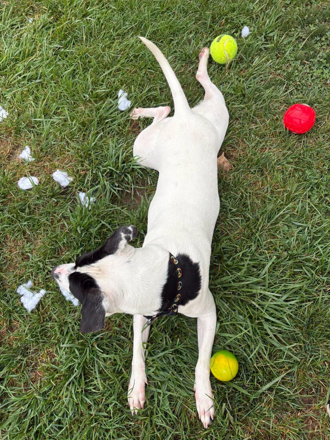 Enlarge Millie, a ADOPTABLE mixed breed in Fulton, NY image 5/5