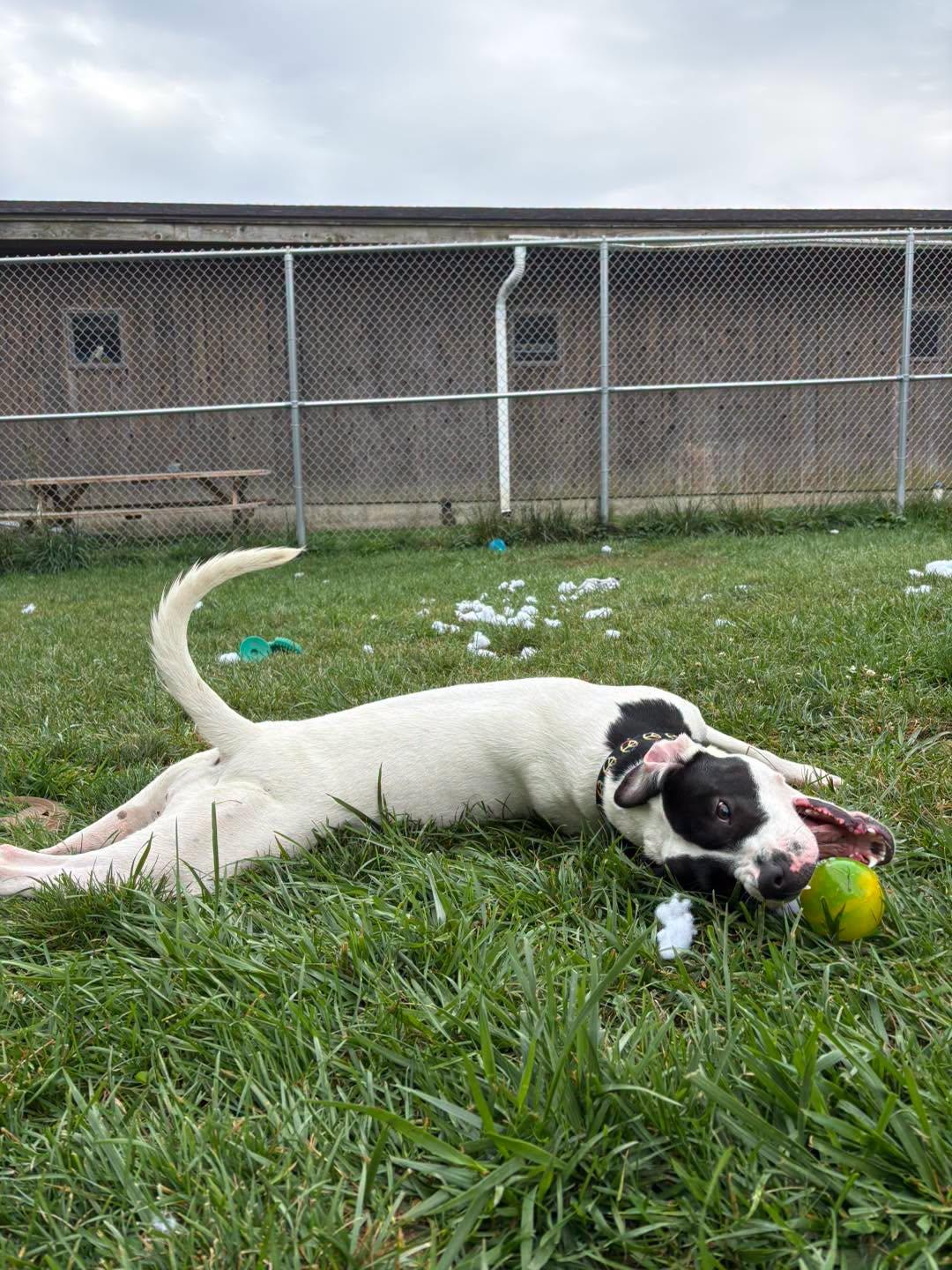 Enlarge Millie, a ADOPTABLE mixed breed in Fulton, NY image 2/5