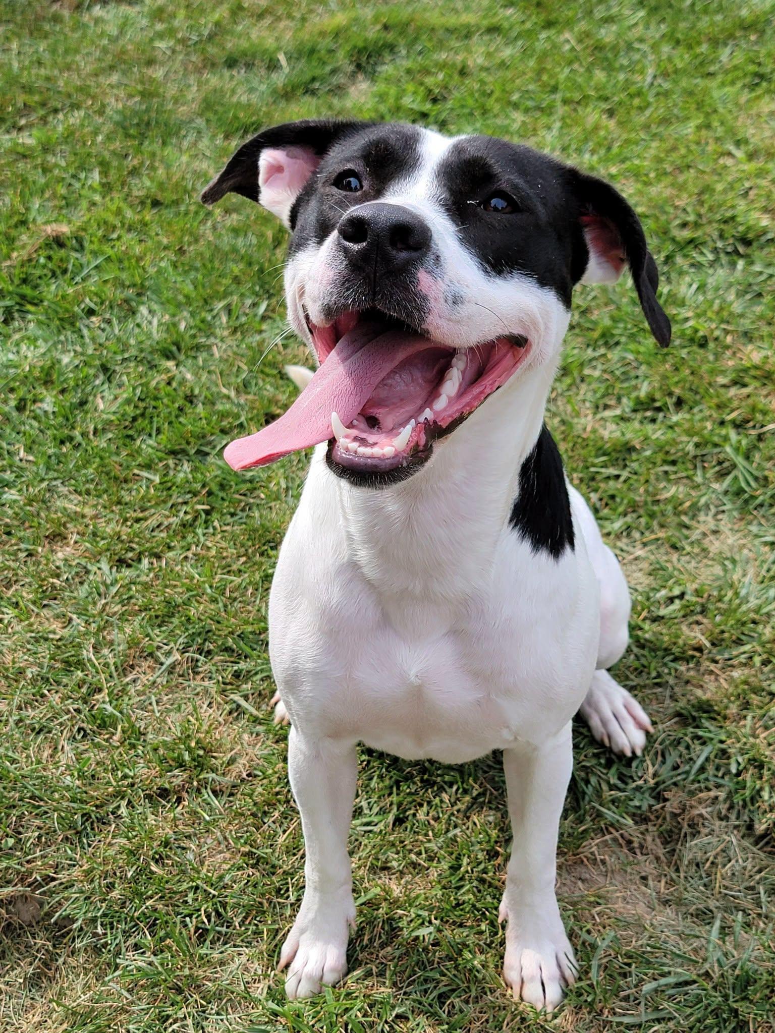 Enlarge Millie, a ADOPTABLE mixed breed in Fulton, NY image 3/5