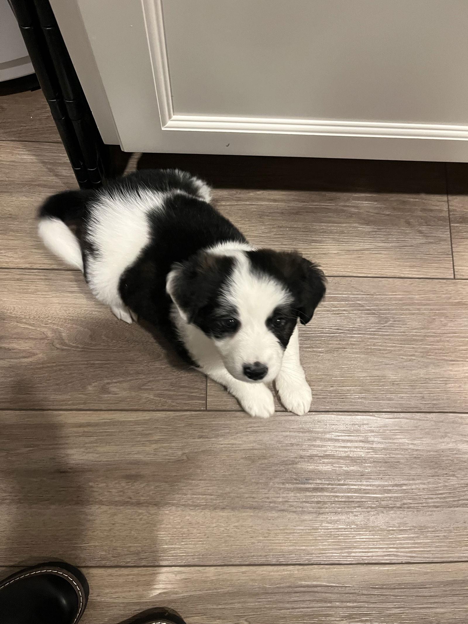 Molly, Adopted, Adult Female Australian Shepherd & Beagle.