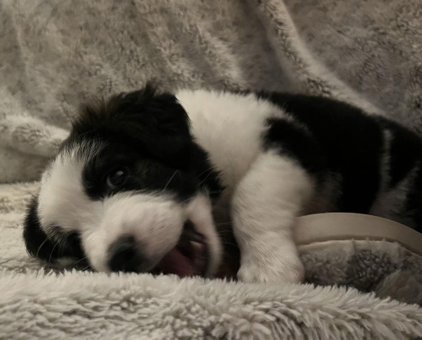 Enlarge Molly, a Adopted mixed breed in Nashville, TN image 3/3