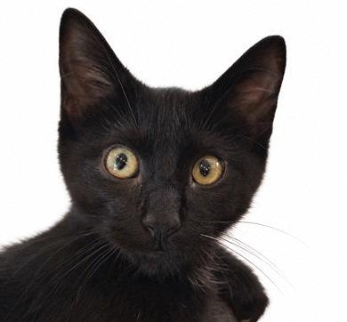 Claude26, Adoptable, Young Male Bombay & Domestic Short Hair.