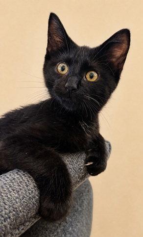 Enlarge Claude26, a Adoptable mixed breed in Nashville, TN image 2/3