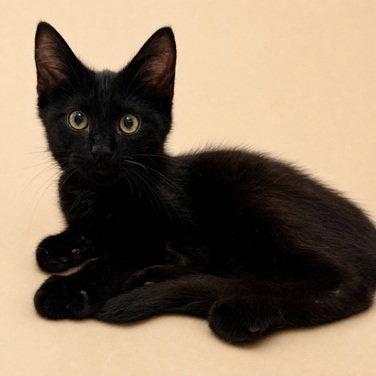 Enlarge Claude26, a Adoptable mixed breed in Nashville, TN image 3/3