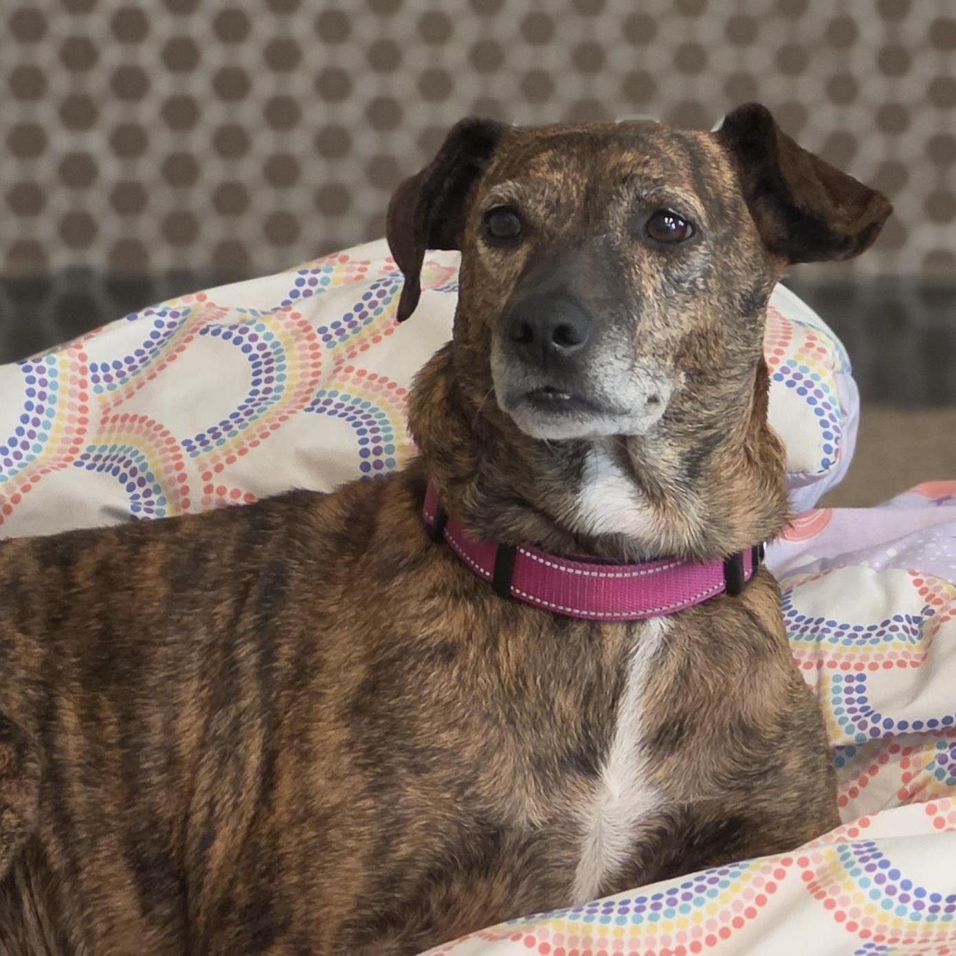 Enlarge Pearl, a Adoptable mixed breed in Minneapolis, MN image 2/3