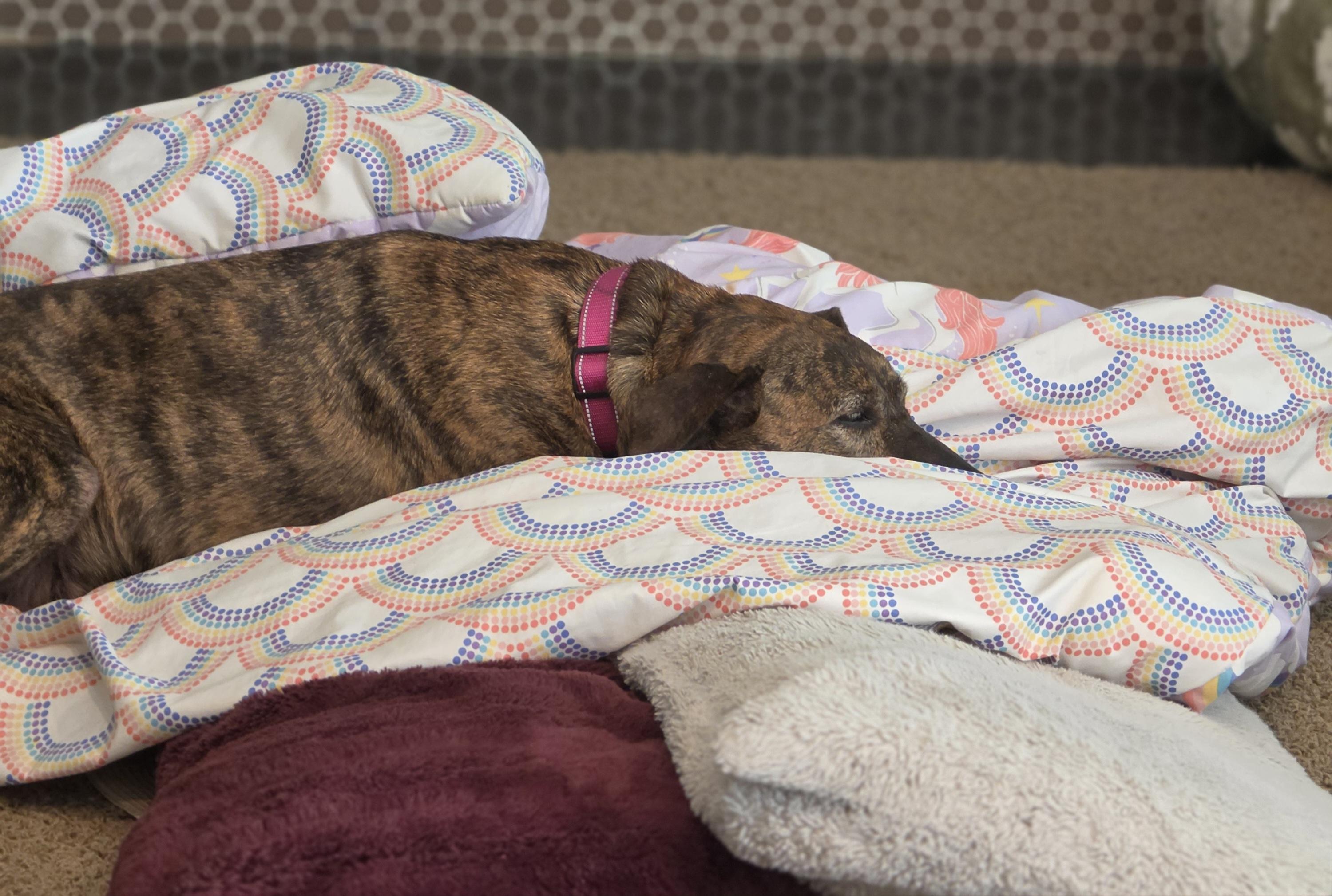 Enlarge Pearl, a Adoptable mixed breed in Minneapolis, MN image 3/3