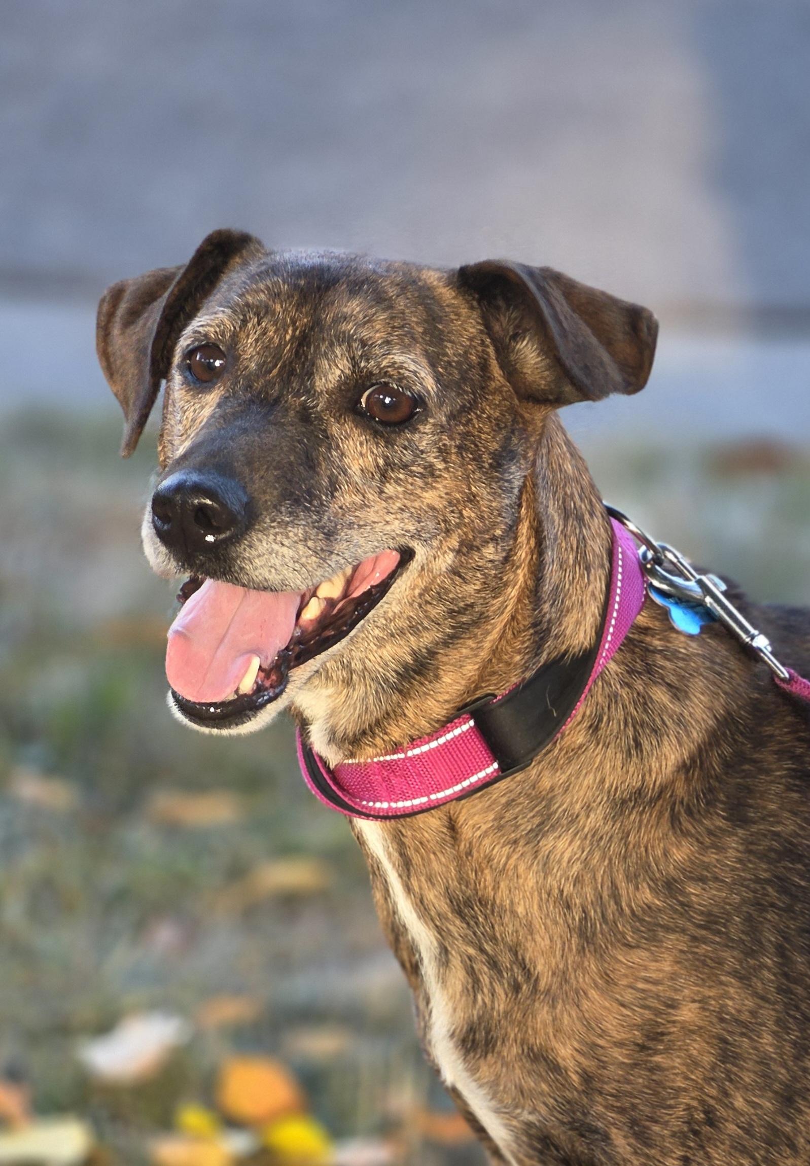 Pearl, Adoptable, Adult Female Terrier & Mixed Breed.