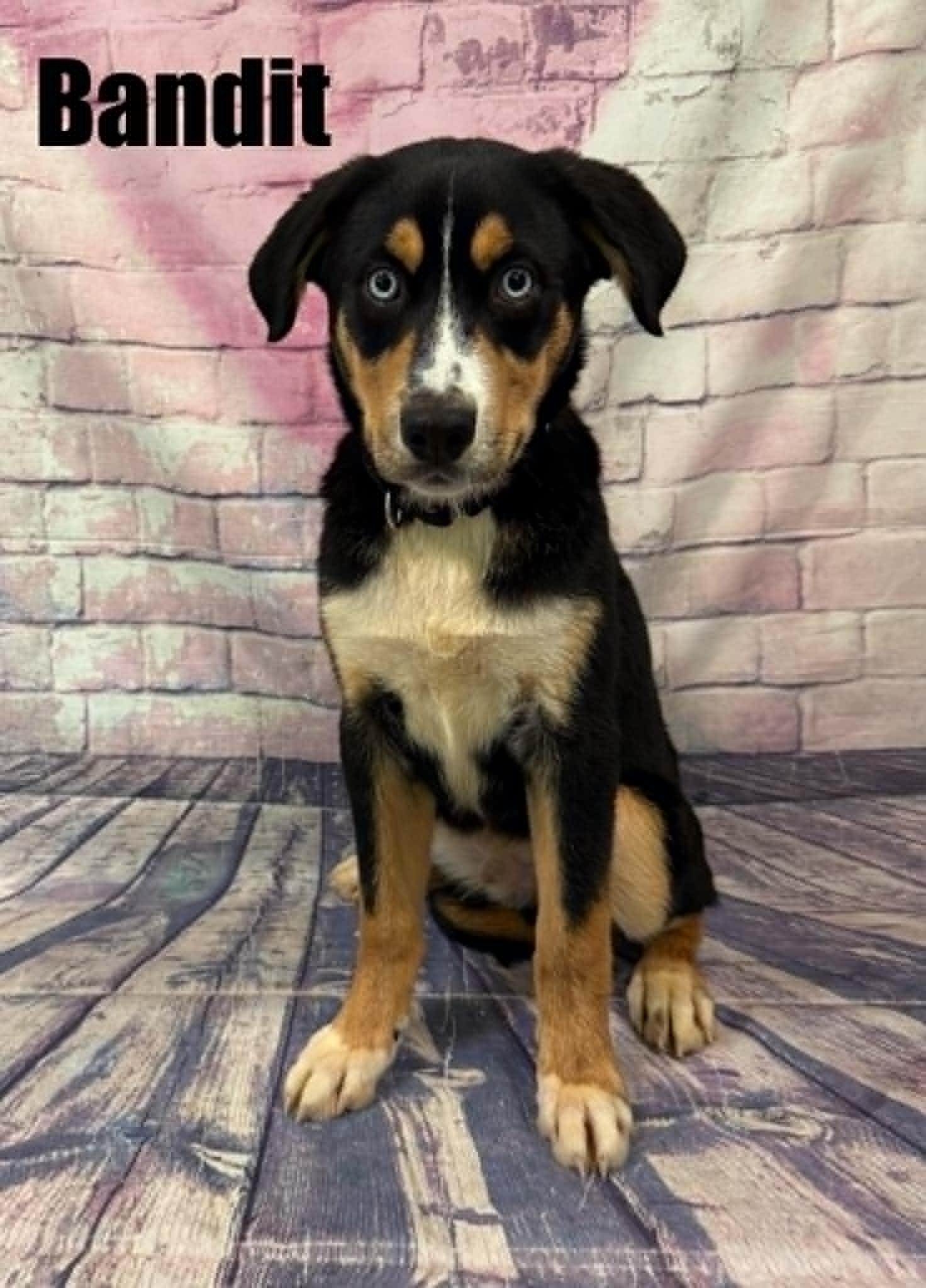 Bandit, Adoptable, Puppy Male Bernese Mountain Dog & Husky.