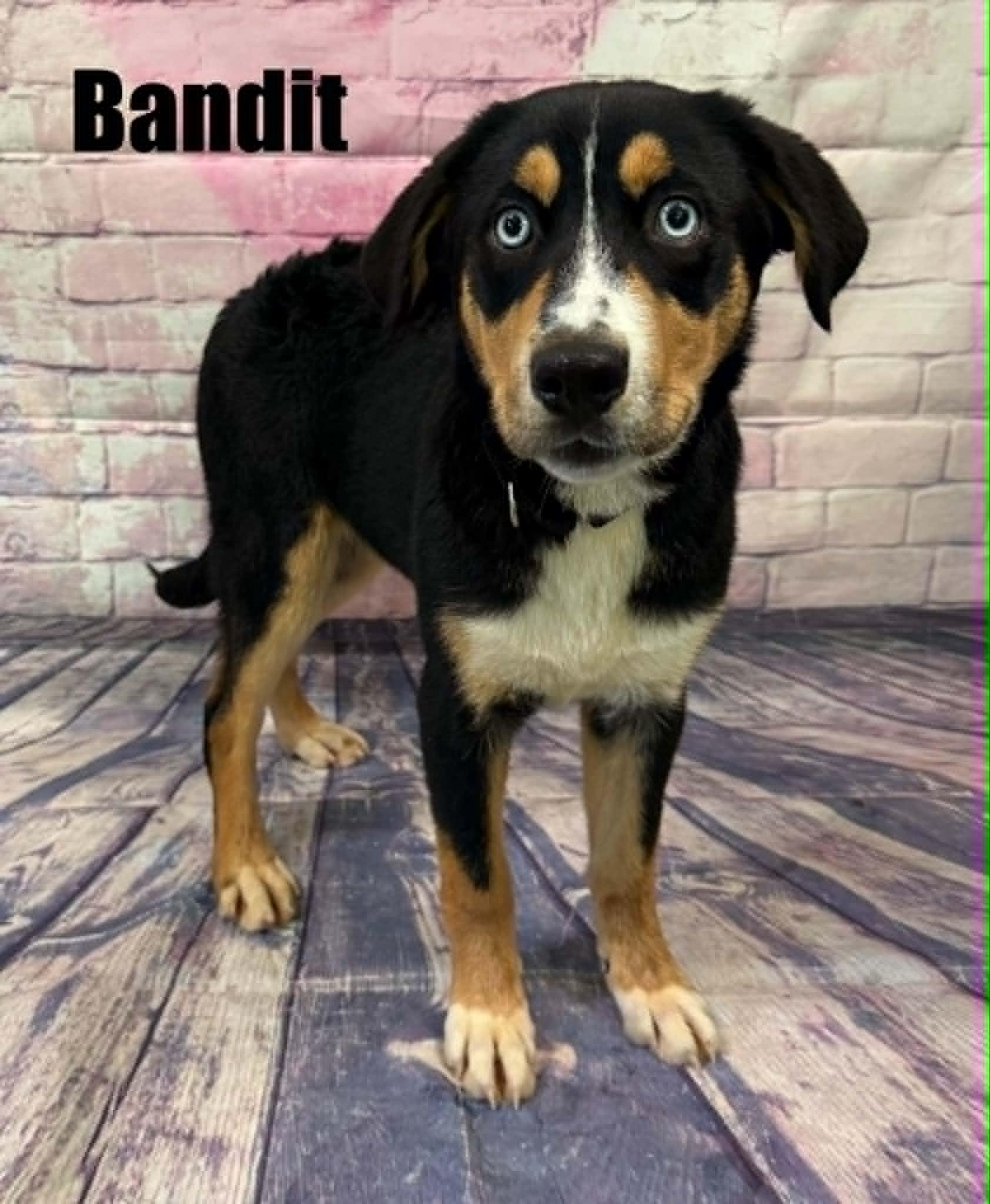 Bandit, a Adoptable mixed breed in Quincy, MI image 2/2