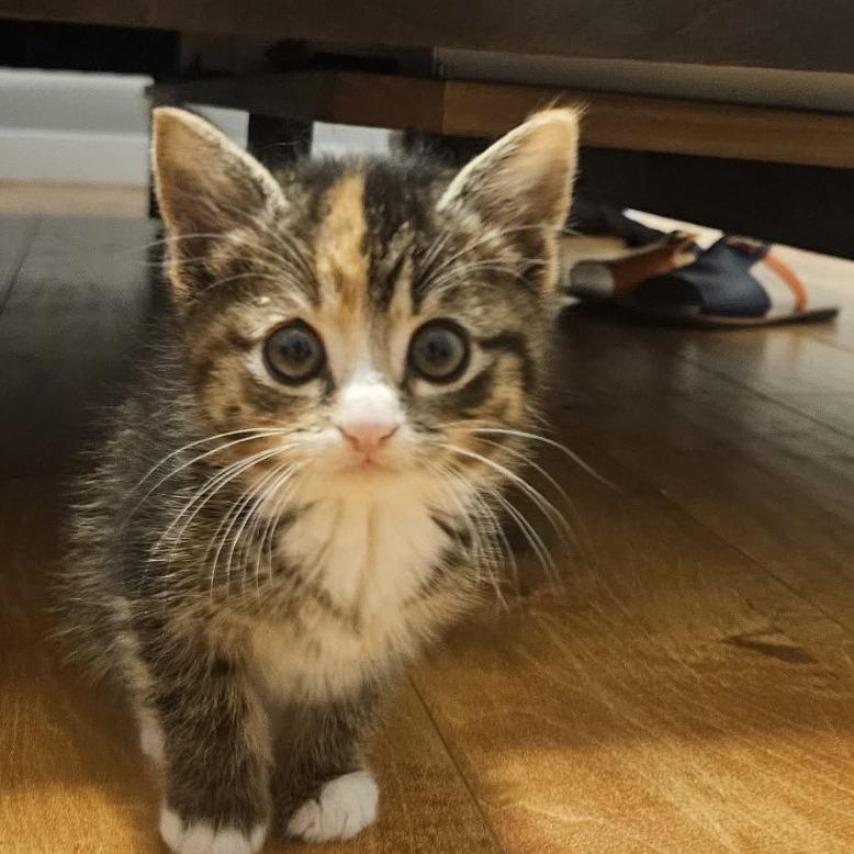 Ellie, Adoptable, Kitten Female Domestic Short Hair.