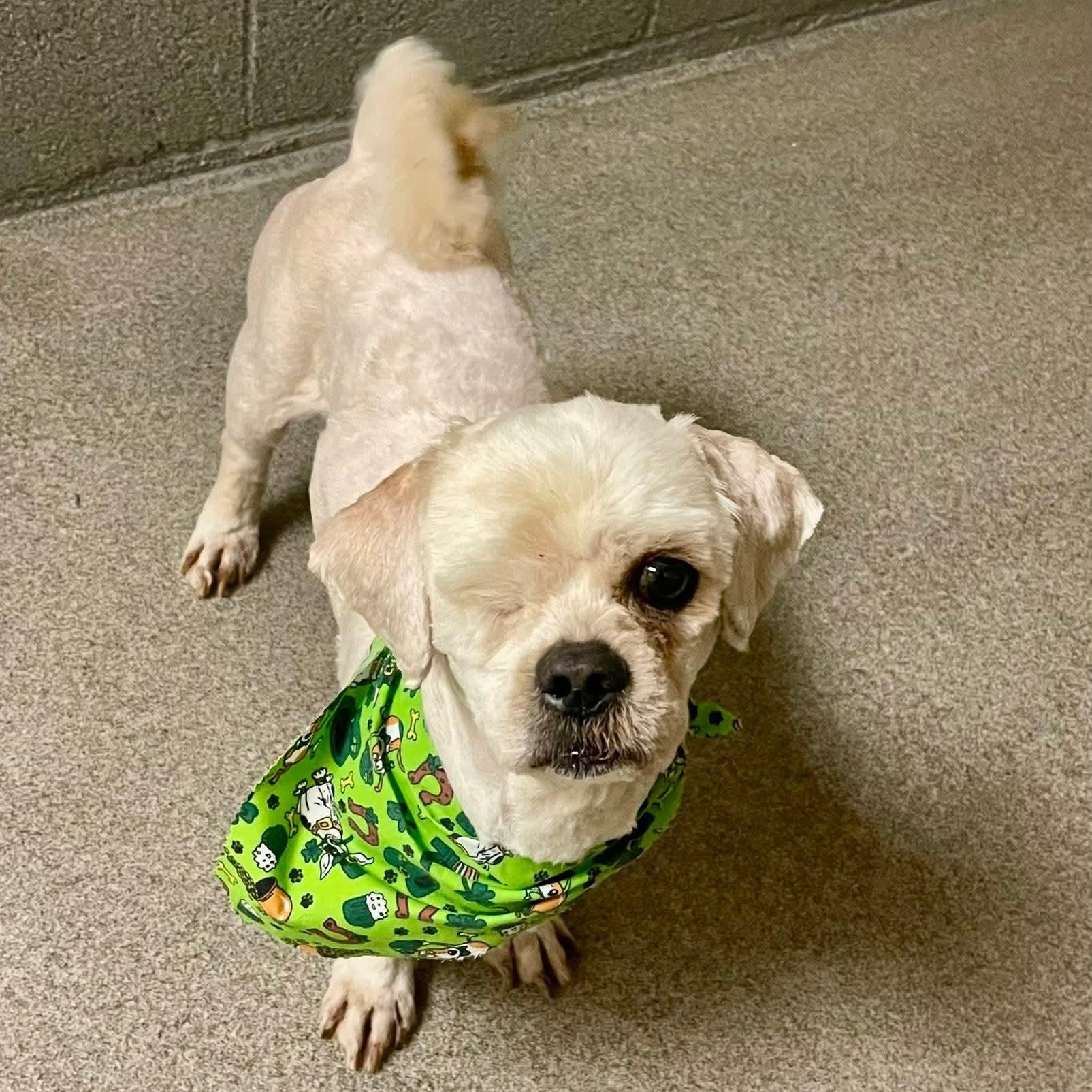 Enlarge Ruffalo, a other mixed breed in Stratford, CT image 1/1