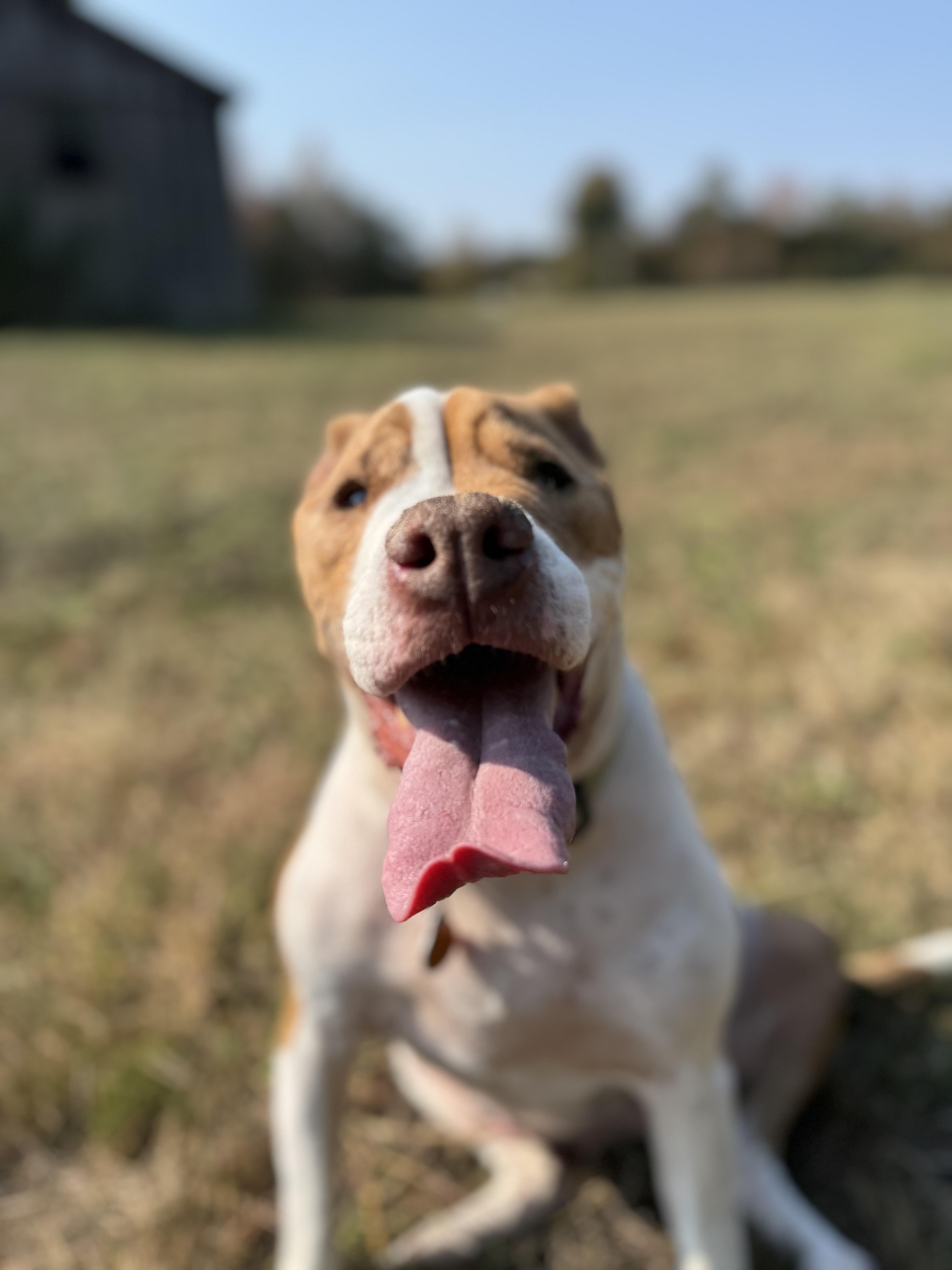 NELLIE!, Adoptable, Senior Female Pit Bull Terrier.