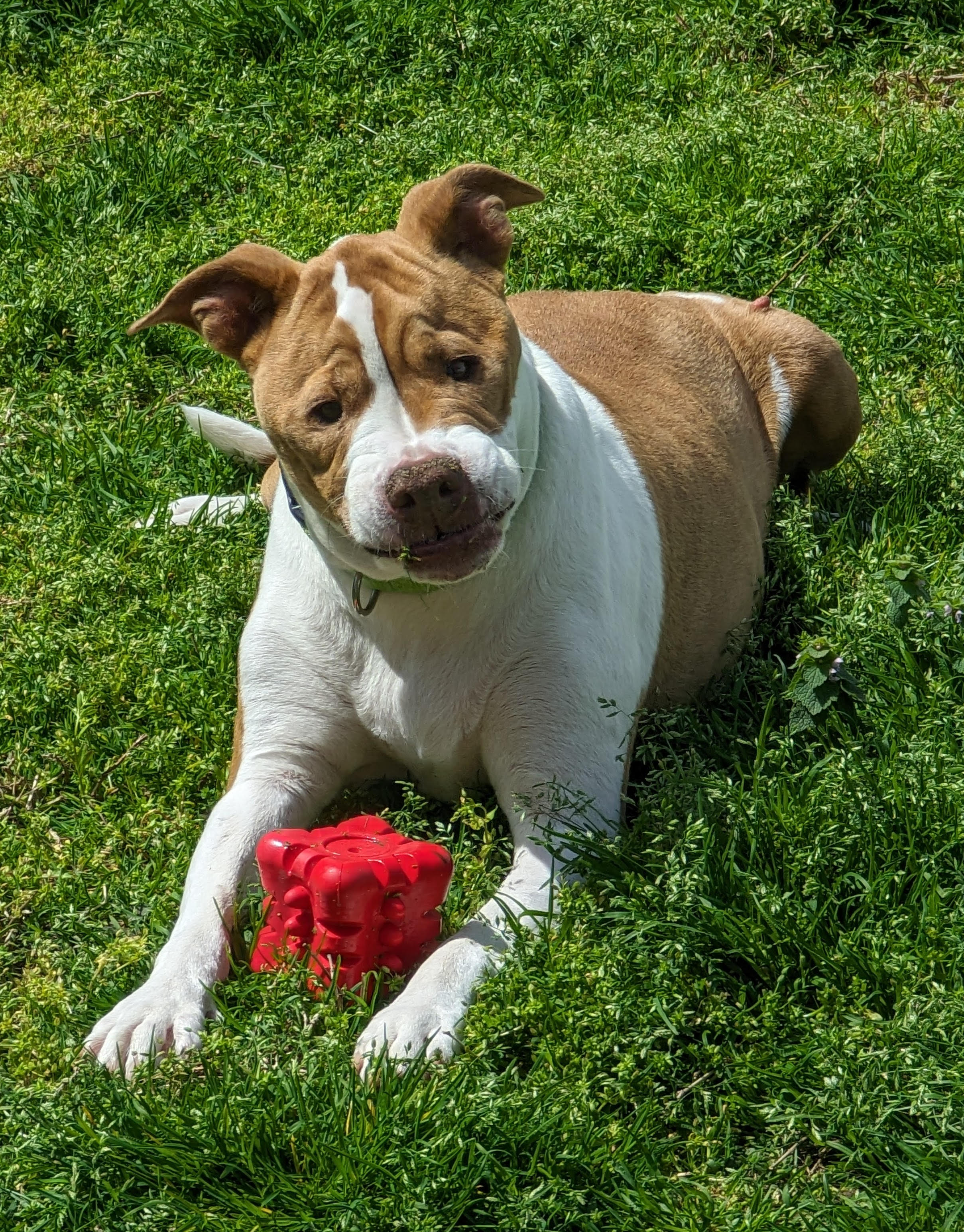Enlarge NELLIE!, a Adoptable Pit Bull Terrier in Philadelphia, PA image 6/6
