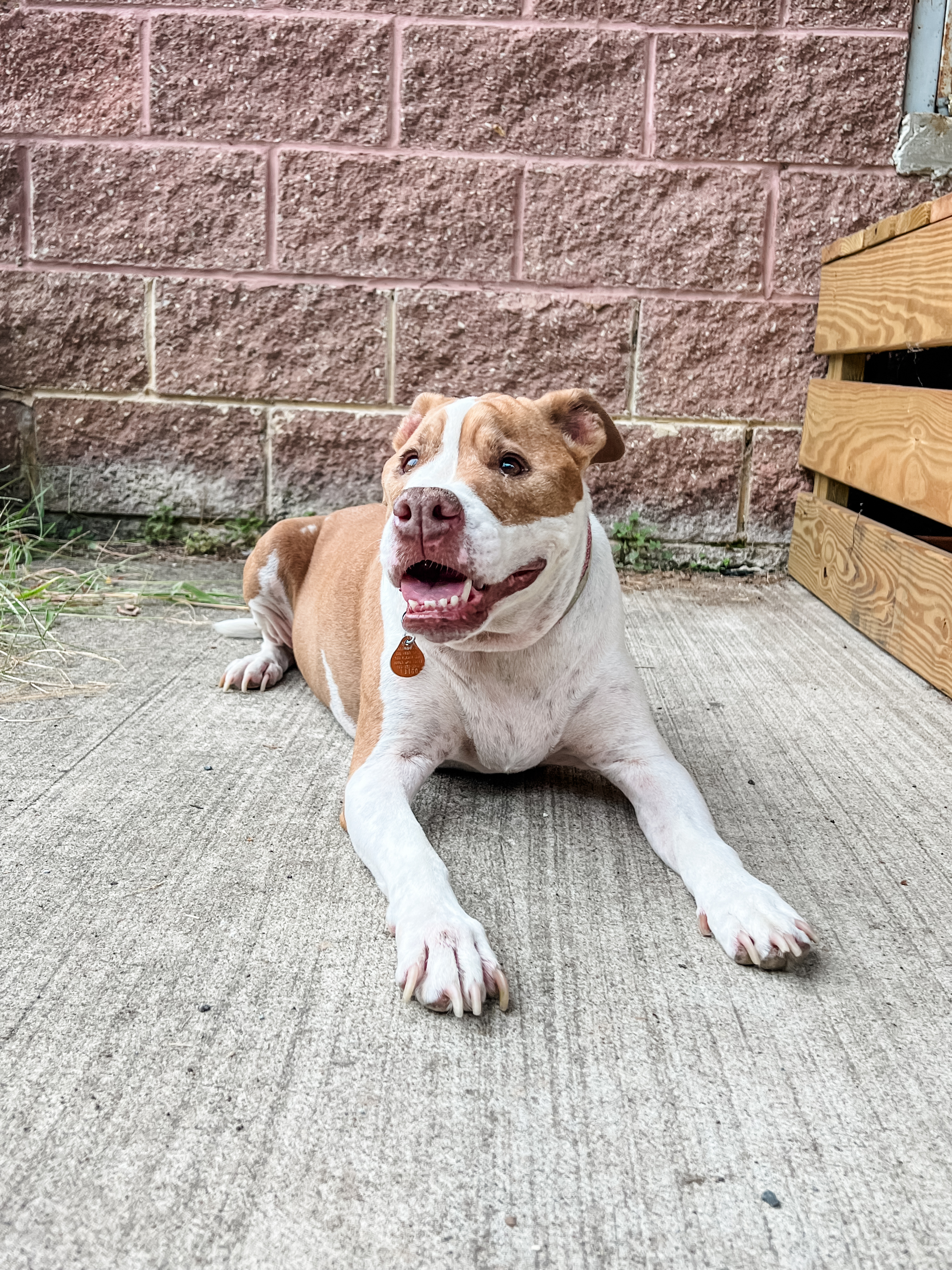 Enlarge NELLIE!, a Adoptable Pit Bull Terrier in Philadelphia, PA image 3/6