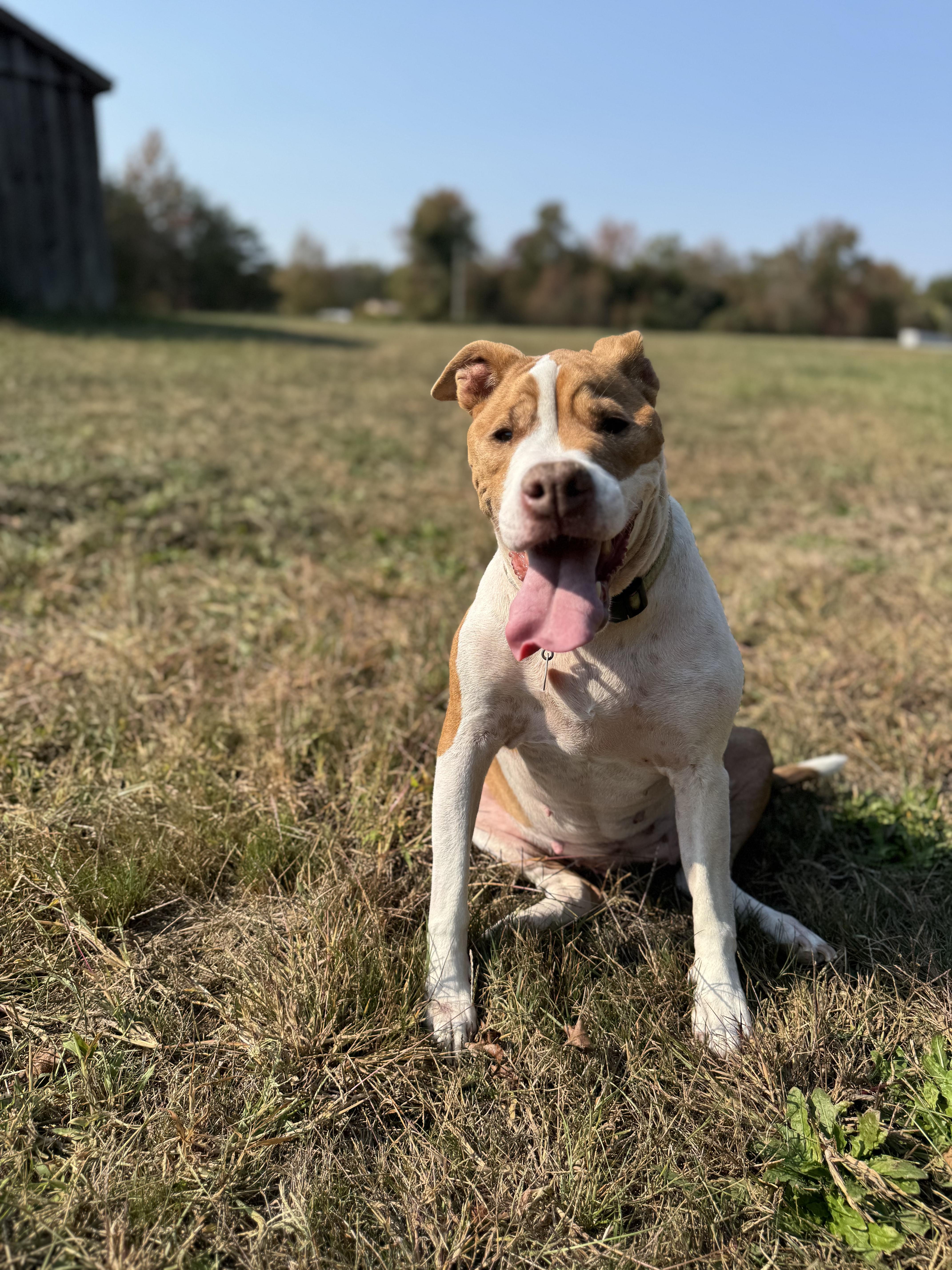 Enlarge NELLIE!, a Adoptable Pit Bull Terrier in Philadelphia, PA image 4/6