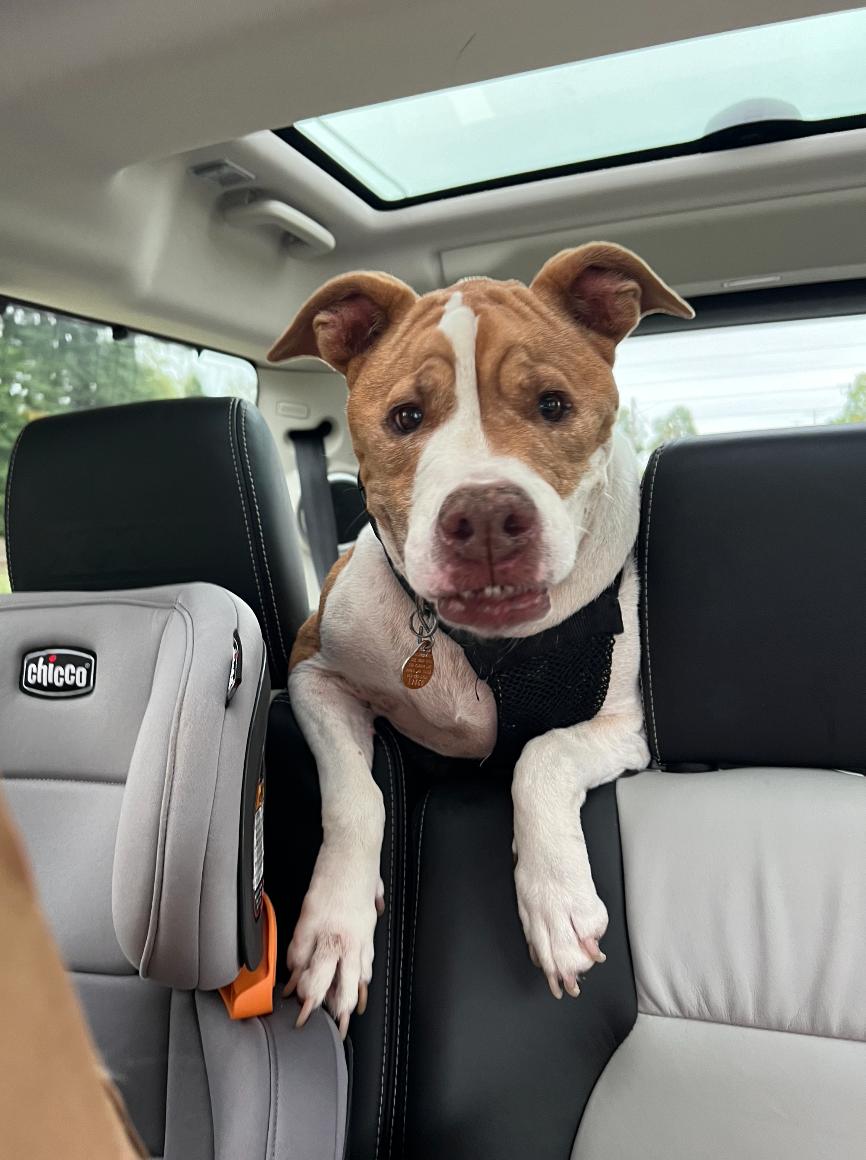 Enlarge NELLIE!, a Adoptable Pit Bull Terrier in Philadelphia, PA image 5/6