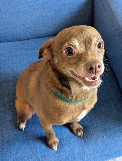 Enlarge Cinnamon, a Adoptable mixed breed in Portola, CA image 1/2