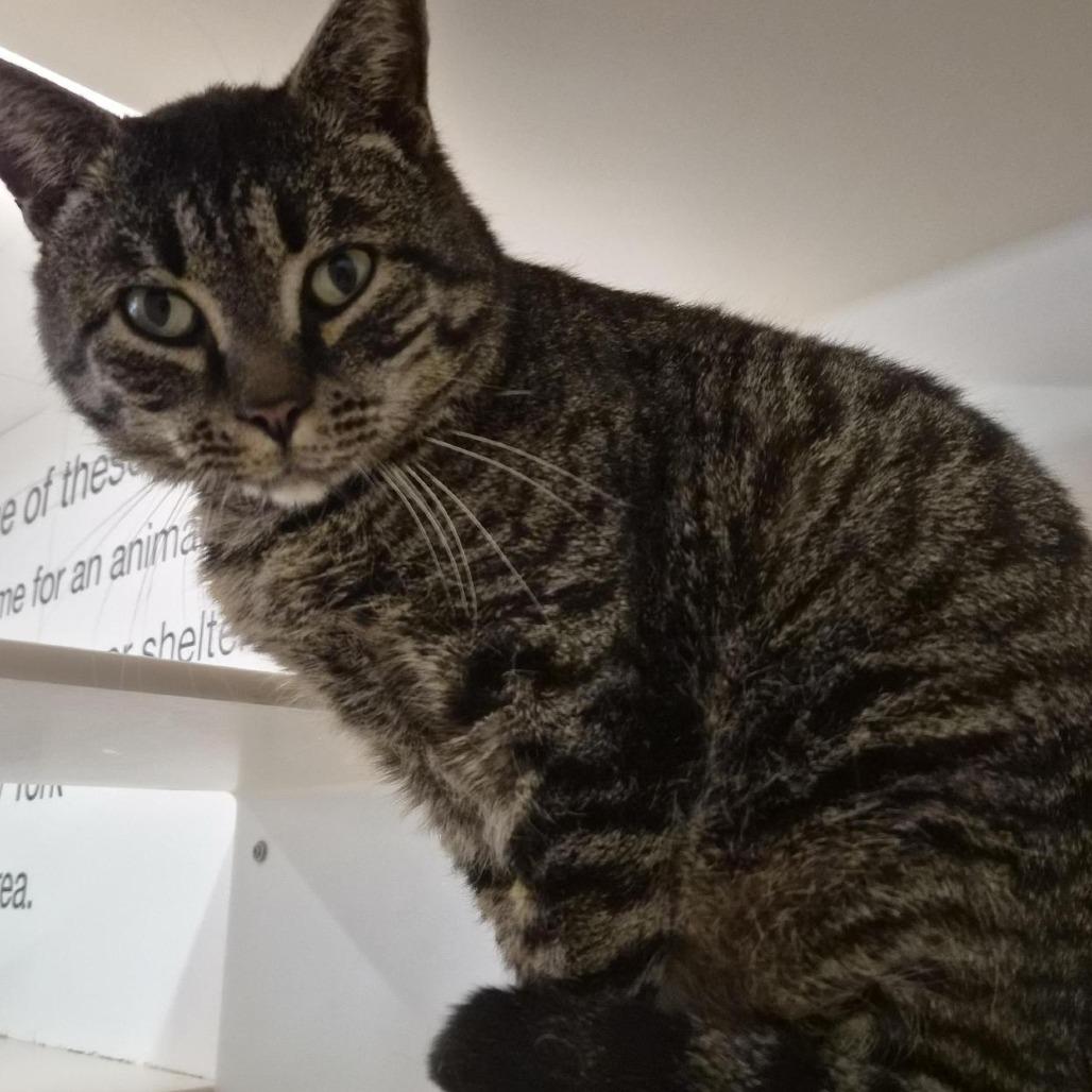 Optimus Prime, Adoptable, Adult Male Domestic Short Hair.