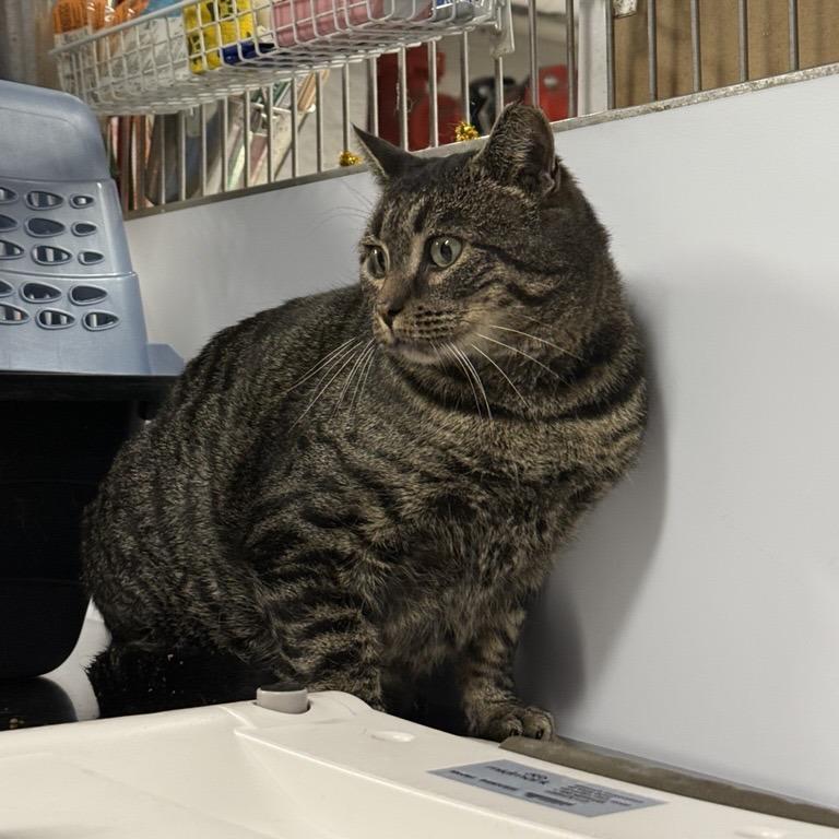 Optimus Prime, a Adoptable Domestic Short Hair in New York, NY image 4/6