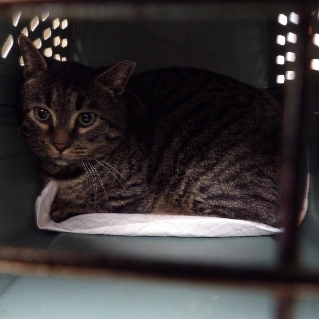 Optimus Prime, a Adoptable Domestic Short Hair in New York, NY image 5/6