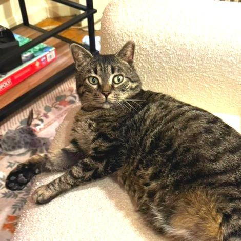 Optimus Prime, a Adoptable Domestic Short Hair in New York, NY image 6/6