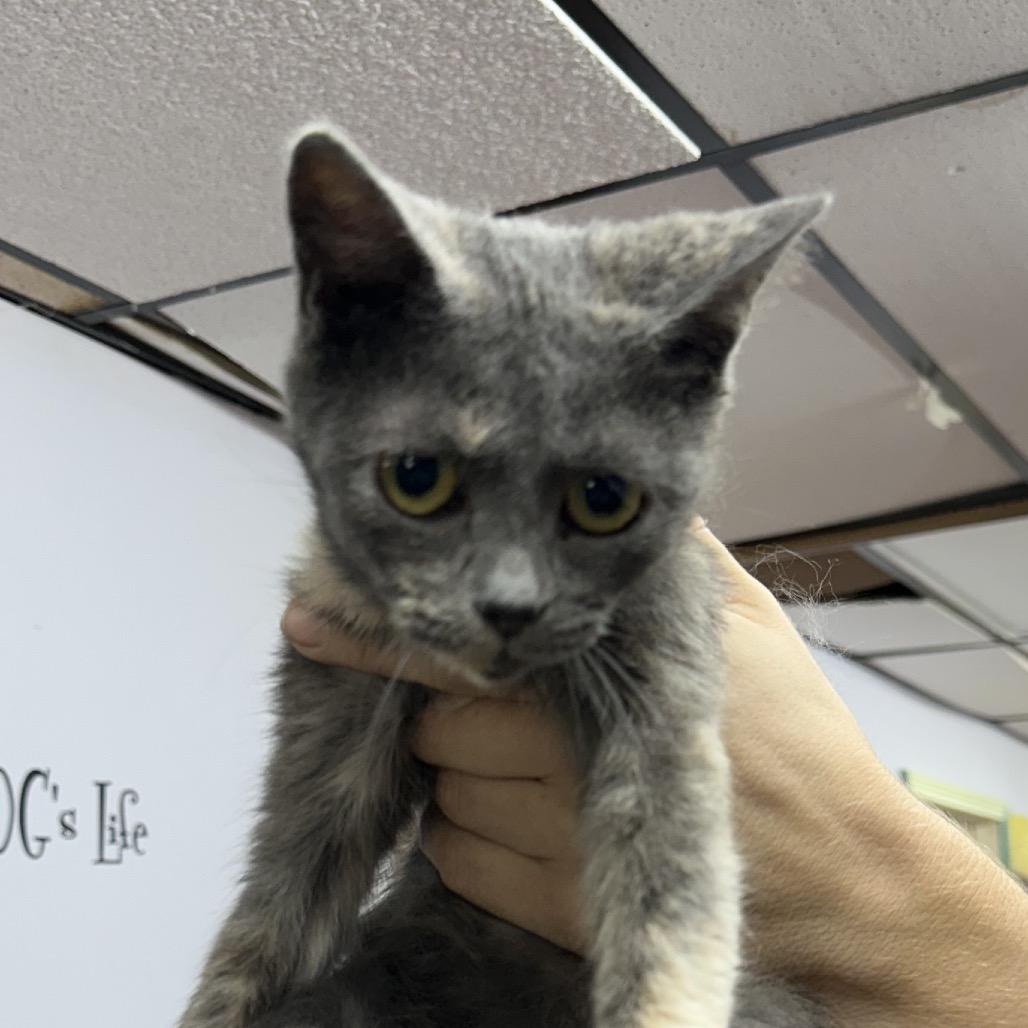 Gordita, Adoptable, Young Female Domestic Short Hair.