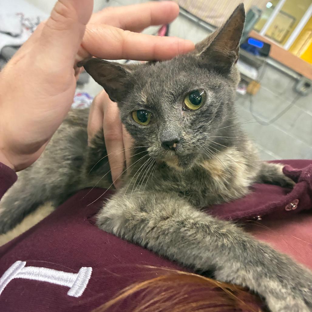 Enlarge Gordita, a Adoptable Domestic Short Hair in Corbin, KY image 2/3