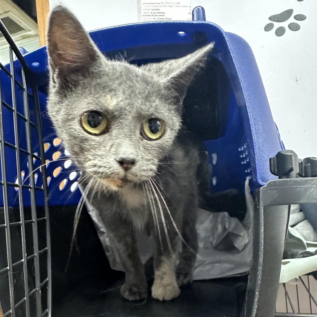 Enlarge Gordita, a Adoptable Domestic Short Hair in Corbin, KY image 3/3