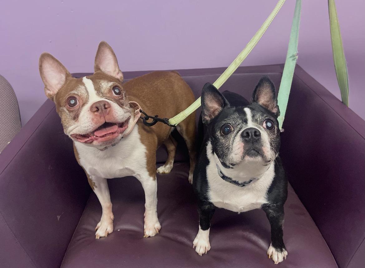 Enlarge Tikkah Marie & Buddy in NH. Come Meet our Adoptable Dogs Wednesday-Saturday. More info in Bio, a ADOPTABLE mixed breed in Manchester, NH image 4/4