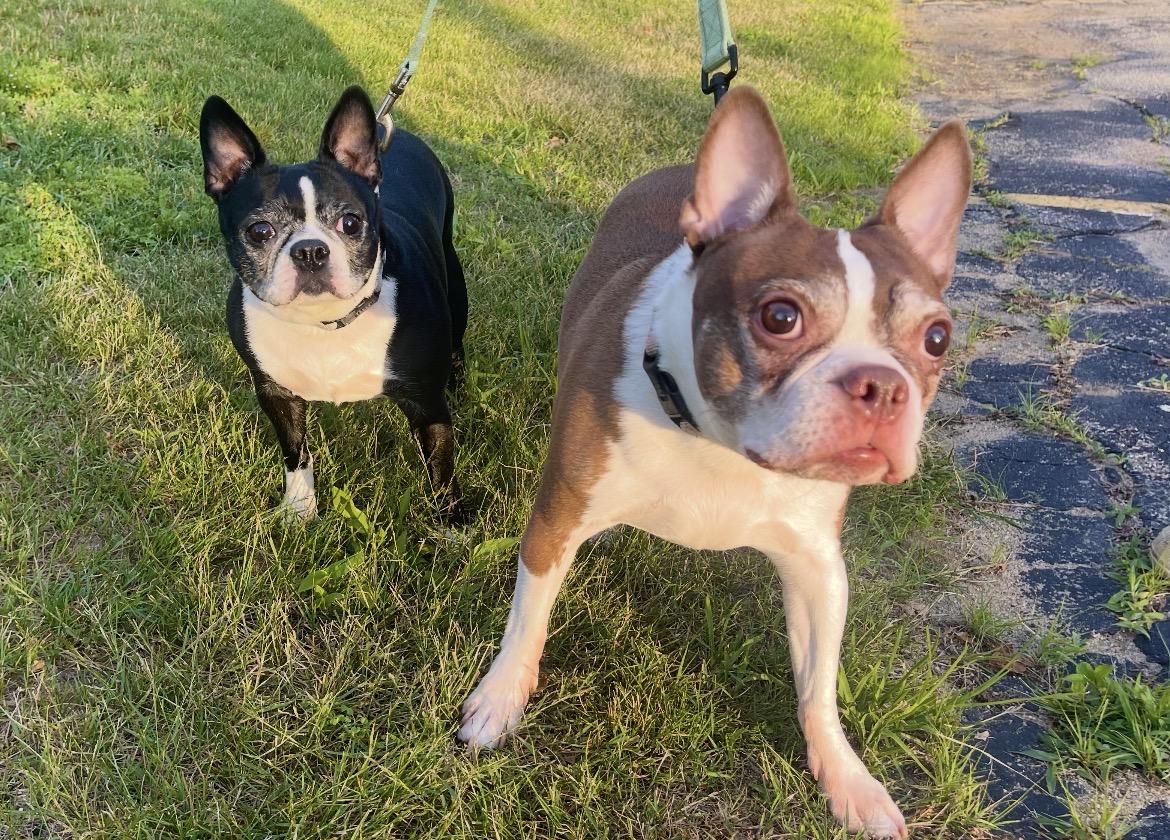 Tikkah Marie & Buddy in NH. Come Meet our Adoptable Dogs Wednesday-Saturday. More info in Bio, ADOPTABLE, Senior Male Boston Terrier.