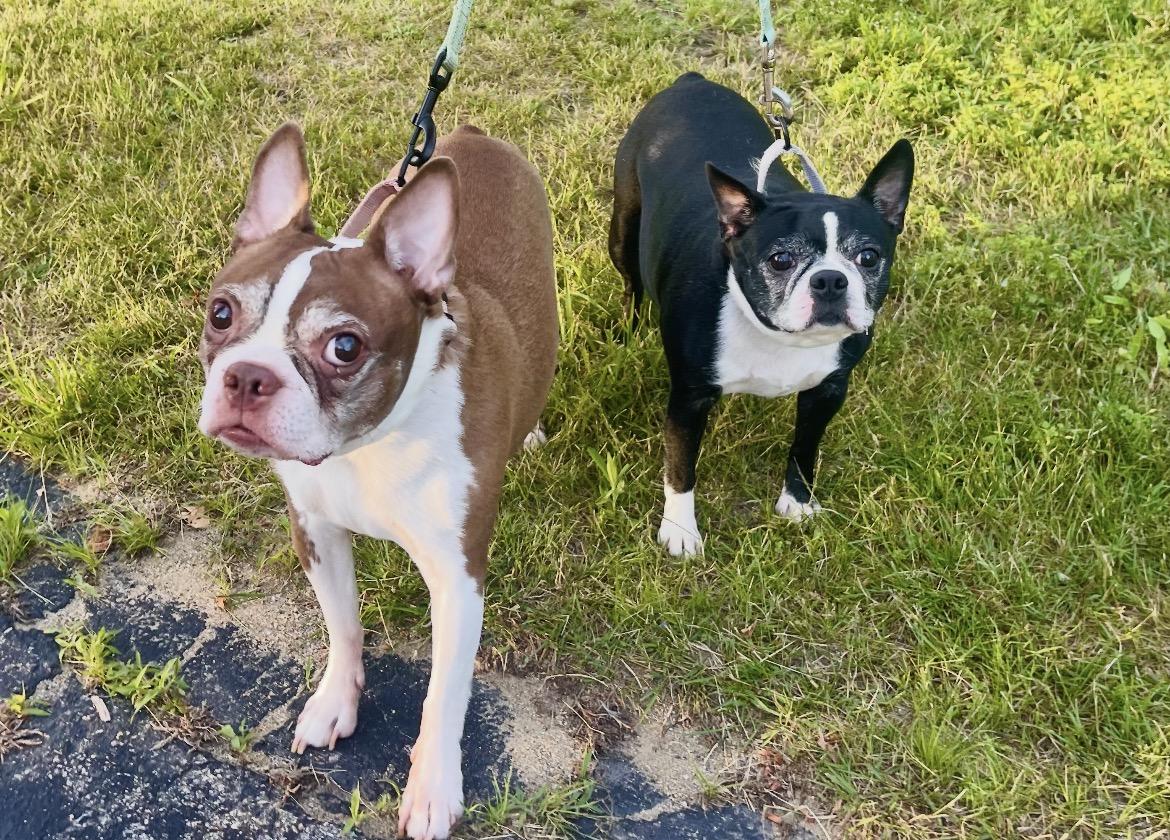 Enlarge Tikkah Marie & Buddy in NH. Come Meet our Adoptable Dogs Wednesday-Saturday. More info in Bio, a ADOPTABLE mixed breed in Manchester, NH image 3/4