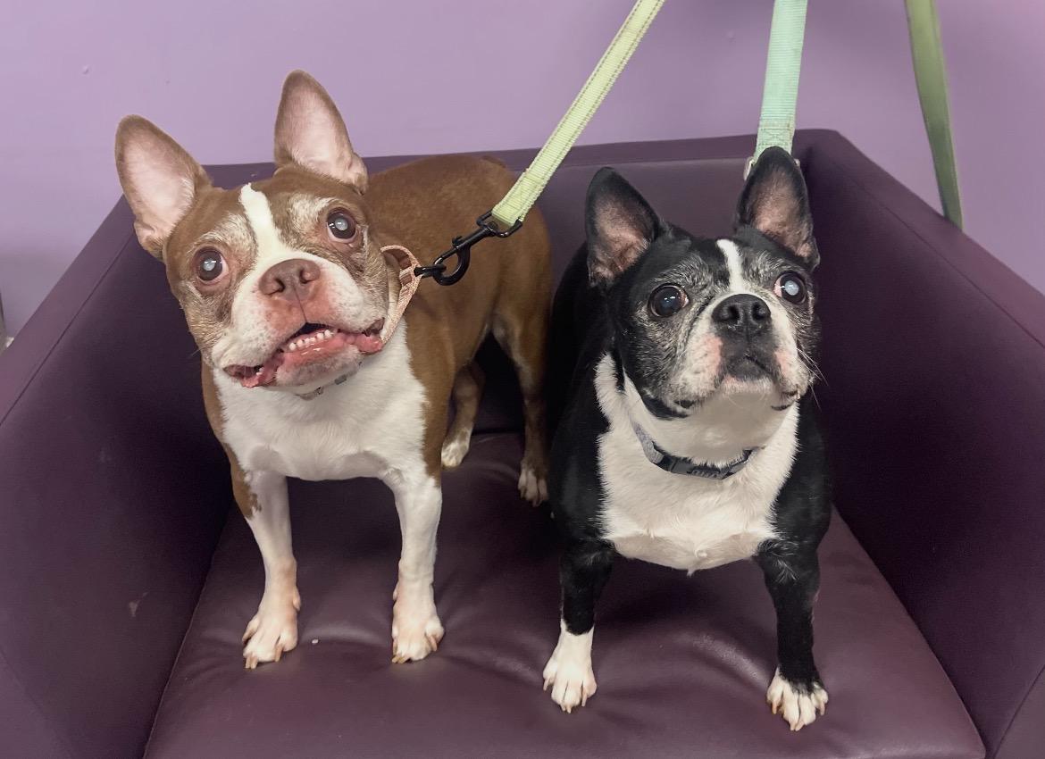 Enlarge Tikkah Marie & Buddy in NH. Come Meet our Adoptable Dogs Wednesday-Saturday. More info in Bio, a ADOPTABLE mixed breed in Manchester, NH image 2/4