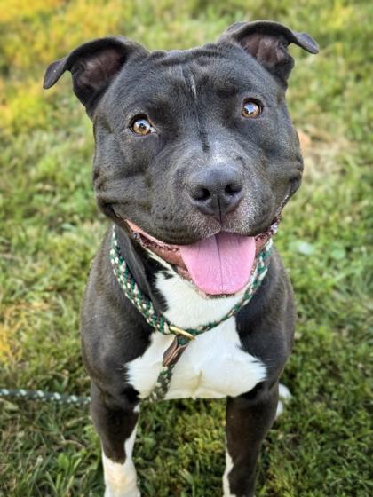 Draco, Adoptable, Young Male American Staffordshire Terrier.