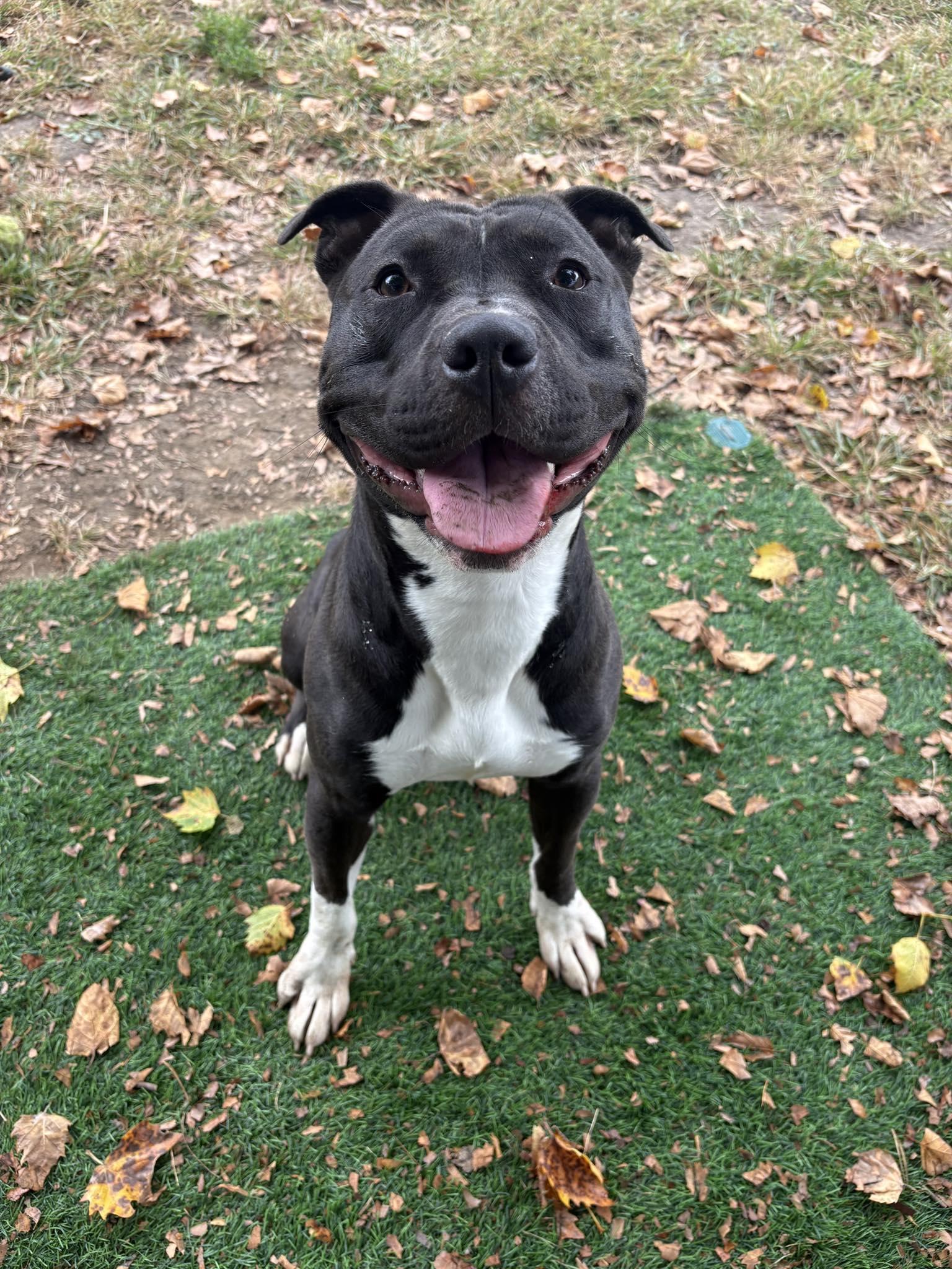 Enlarge Draco, a Adoptable mixed breed in Noblesville, IN image 3/3