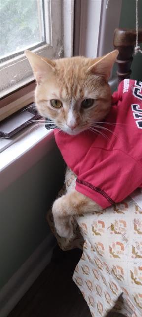 HAMTARO, Adoptable, Adult Male Domestic Short Hair.