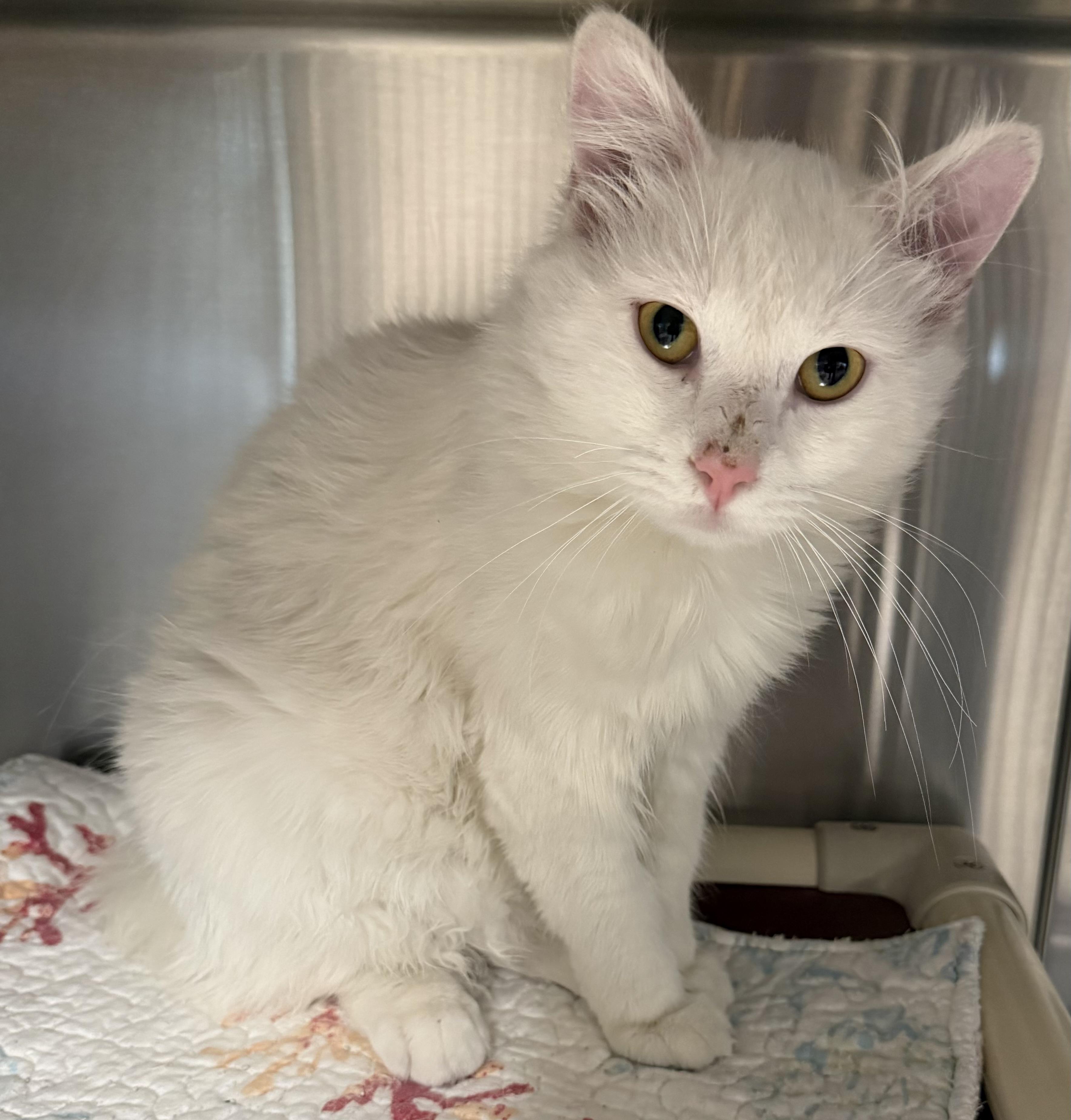 Ghost, a ADOPTABLE Domestic Short Hair in Fernandina Beach, FL image 1/3