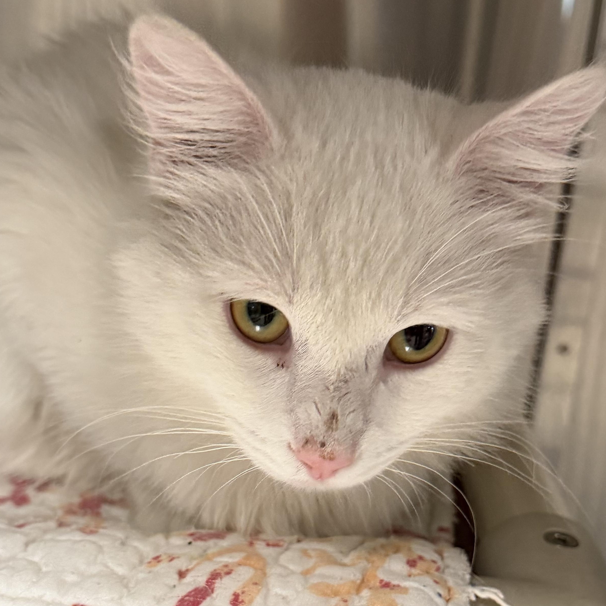 Ghost, a ADOPTABLE Domestic Short Hair in Fernandina Beach, FL image 3/3